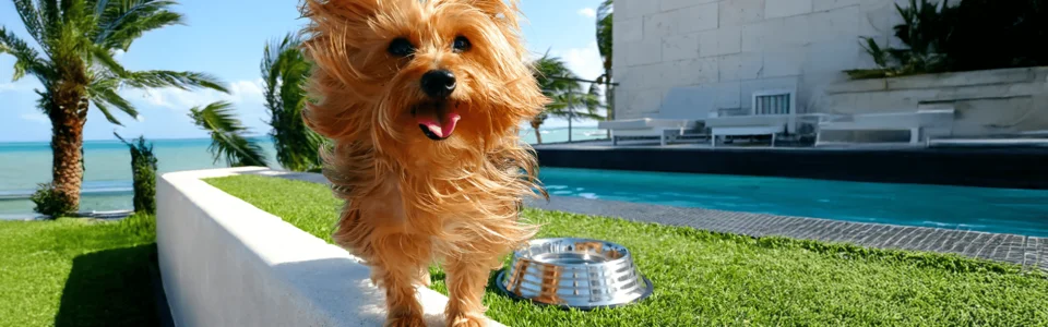 Tus mascotas también merecen vacaciones: La experiencia Pet-Friendly en la Riviera Maya